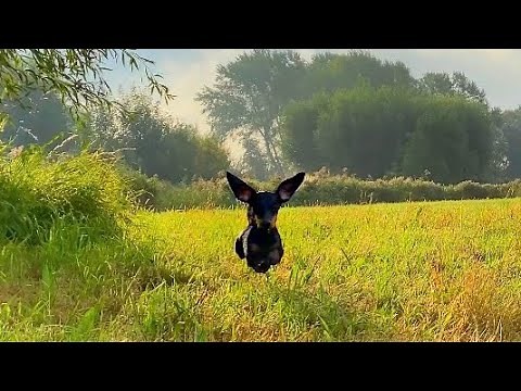 These mini Dachshunds can run so fast. Rockets, Formula 1 dogs.