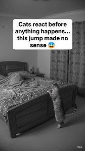 Cats react before anything happens… this jump made no sense 😨 #RealCatBuzz #CCTVVideo #CatReacts #CreepyVideo #NightCamera #ScaryReels #CatInstinct #Unexplained | CatBuzz