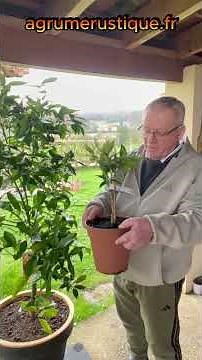 L’erreur n°1 avec les agrumes 🍋 (tu arroses trop)
