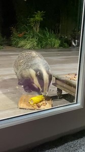 11K views · 2.6K reactions | Fussy Mr Lumpy didn’t want his corn on the cob that told me ❤️ If anyone would like to support us and our causes purchases and donations help in the online shop Www.mrlumpyandfriends.shop/shop  | Mr Lumpy & Friends. | Facebook