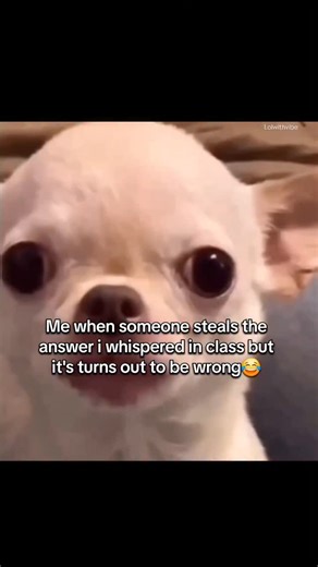 LoLwithVibe on Instagram: "😁😁 follow up for more relatable content 🙌 . . . . .#relatable #memes #funny #love #fun #relatablecontent #trending #trending #viral #happy #reels #reelsinstagram #innocent #instagramreels #comedy #iokes #explore #fyp #dogstagram #dogmemes #dogmemesdaily #dogsofinstagram"