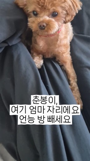 말티푸 춘봉이 세상편한 강아지