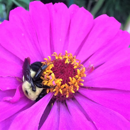 Where Do Sleeping Bees Spend the Night?