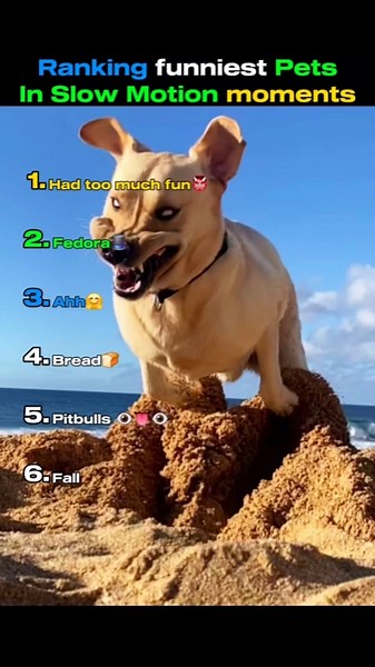 Ranking funniest Pets In Slow Motion moments