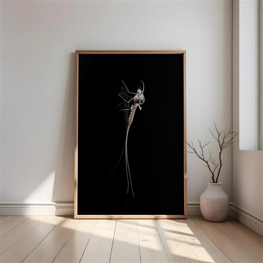 Fine Art Print – Insect on a Black Background | Minimalist Nature Photography | Premium Art Print | Modern Wall Art Black and White - Etsy