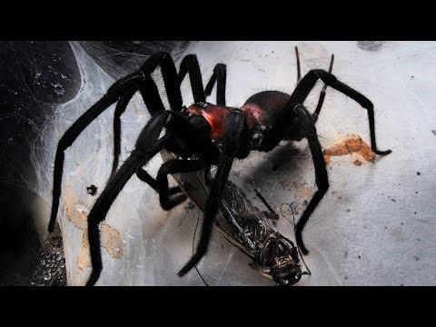 Feeding some Funnel & Curtain web spiders 13 | Harmonicon and Linothele