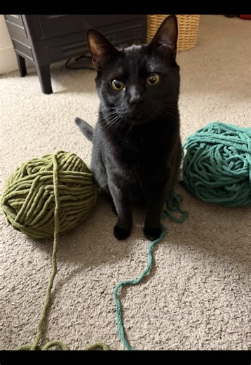 When the yarn tension starts to get weird and the yarn is wet… #crochet #crochet #crochetersoftiktok #cat #catsoftiktok