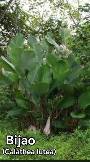 Bijao: Planta Tropical y su Uso en la Cocina Panameña