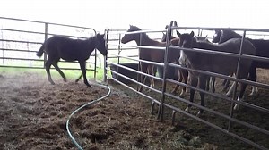 50LD- "DRIFTIN BLUE COLONEL" AQHA Blue Roan COLT, foaled 4/19/24. He has his dark winter coat now. Sire- Colonel Spark Olena. 15.1. Dam- CC Blues Lil Roan. 15.0. This has been an Amazing cross. This is CC's Last foal. Snyder, Oklahoma. PM me, or CALL 580-471-4040 between 8am and 7pm CST. | Bedonna's Stallion Station