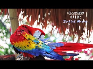 Phoenix Zoo Calm: Scarlet Macaws