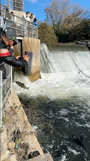 Ganaraska River Salmon Run 2025: Slo-mo Jumping Into Corbett’s Dam Fish Ladder