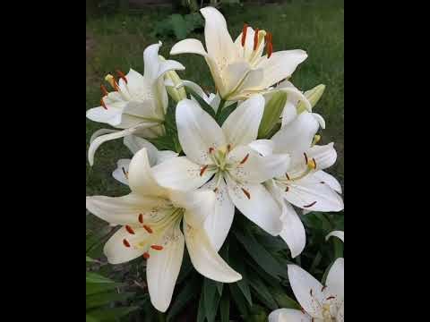 Lilis. Cuidados y Cultivo