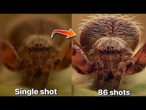 Macro Photography: Handheld Focus Stacking Guide
