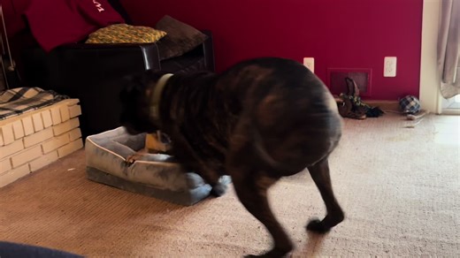 #mastador #mastiff #zoomies #foryoupage #dogsofttiktok