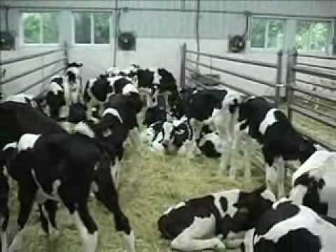 Milk Fed Veal raising