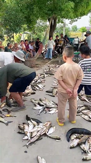 Splitting the Fish: A Dive into Rural Life's Traditions