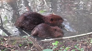 6.7K views · 1K reactions | Beavers communicate through various sounds like whines, grunts and barks. If you turn up the volume on this short clip, you can hear a young beaver ask its parent “why aren’t you sharing your dam food?” #beavers #cuteanimals #funnyanimals #wildlife | Mike’s photos and videos of beavers | Facebook