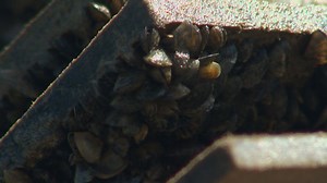 Zebra mussels | Where did they come from and why are they an issue?