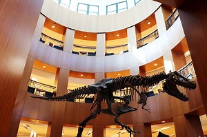 T. Rex Skeleton Moves to College of Charleston Library