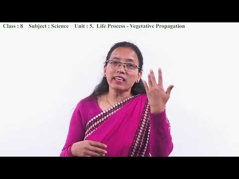 31. Class 8 | Science | Unit 5 Life Process Vegetative Propagation[EN]