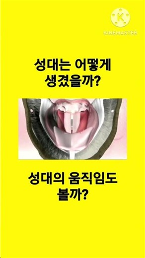 목소리는 어떻게 나오게 되는걸까? 성대 모양과 위치 성대 움직임