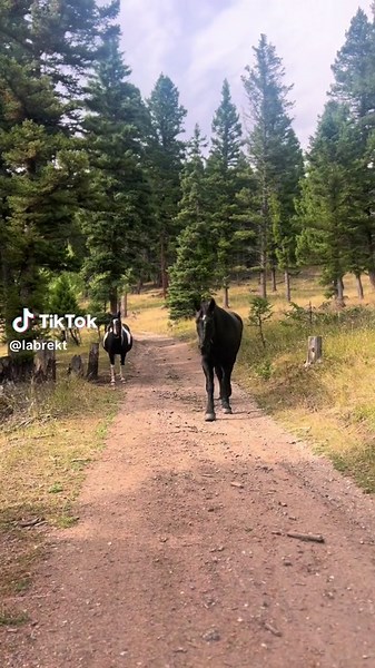 Intermissiom while hiking to find elk sheds 🦌 #horses #montana #drafthorses #elksheds #hikingtok #fypシ