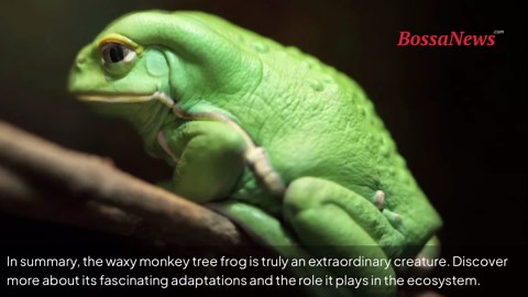 Meet the waxy monkey tree frog – the amphibian that creates its own sunblock
