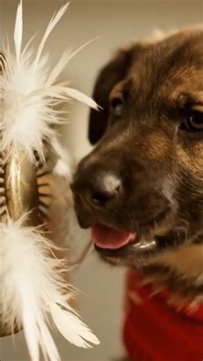 Bobby asmr brushing natural 🌟🐶 #dog #asmrsounds #cute #asmr #asmrvideo