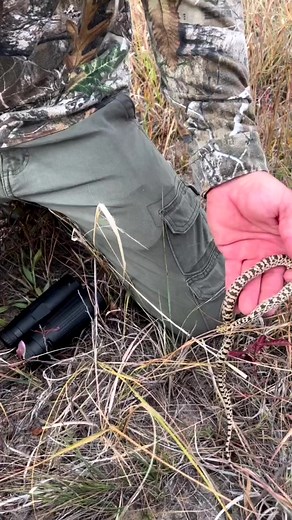 31K views · 792 reactions | Its a Nebraska Rattle Snake 藍 | Jeff Barron | Facebook