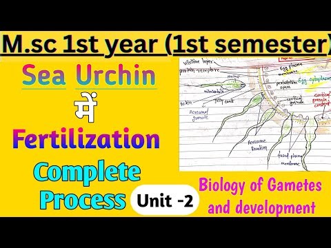 Sea Urchin Fertilization Explained 🔬 | Step by Step | MSc 1st year Zoology | Acrosome Reaction