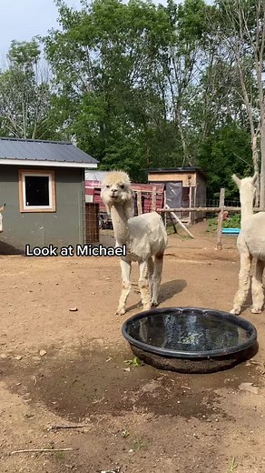 The Useless Farm - A Tale of Michael