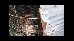Please watch Theresa Strader reflect on the life-changing experience of seeing a puppy mill. | National Mill Dog Rescue