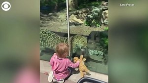 5.2K views · 42 reactions | SO CUTE: Listen to these adorable giggles as a 2-year-old girl played with an Amur leopard at the Philadelphia Zoo. The toddler brought her stuffed toy "Kitty" and had a blast showing it off to her new friend! | WSPA 7News | Facebook