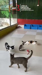 12K views · 196 reactions | Our rescued cats are having the time of...