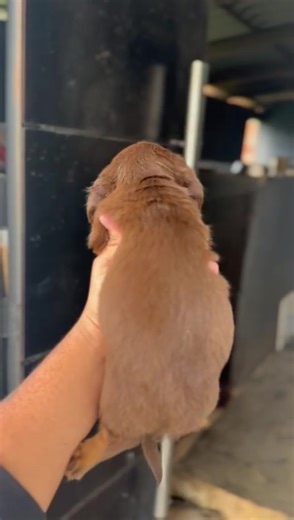 Adorable Baby Teckel Puppy Showcase