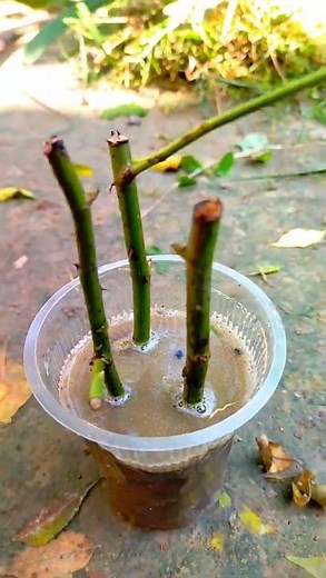 How to grow rose cuttings faster and easily at home
