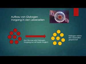 Regulation Glykogen-Aufbau und Abbau
