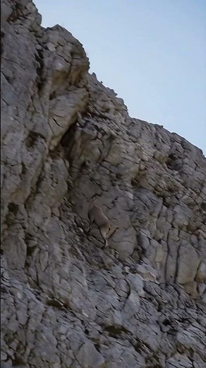 Incredible Mountain Goat Climbing A Steep Cliff