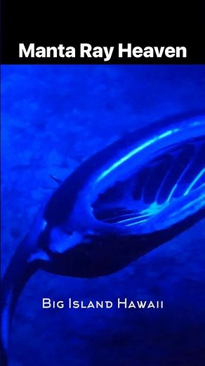 RARE Manta Ray Encounter at Night Kona Hawaii #mantaray