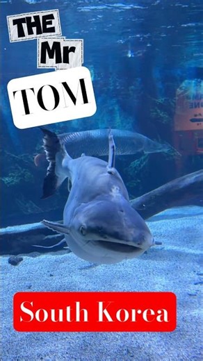 Very Big Aquarium in South Korea😳 #viral #shorts