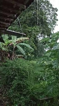 the original sound of rain and birds in the green countryside #rain #rainsounds #rainyday #sleep