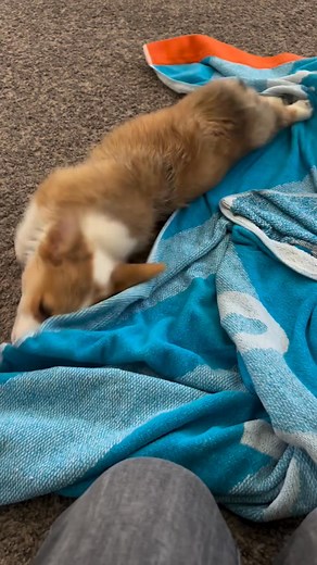 ✨ I went from a tiny chaos gremlin 🐾💦 to a full grown professional heart-stealer 😍👑 Happy throwback Thursday! •⁣⁣⁣⁣⁣⁣⁣⁣⁣⁣⁣⁣⁣⁣⁣⁣⁣⁣⁣⁣⁣⁣⁣⁣⁣⁣⁣⁣⁣⁣⁣⁣⁣⁣⁣⁣⁣⁣⁣⁣⁣⁣ 🎥 @its_me_corgi_gracie #corgi | Corgi Appreciation