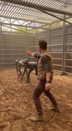 Owen Training the Raptors — A Rare Behind-the-Scenes Look Step inside the raptor paddock as Owen stands fearlessly between the trained velociraptors, his full face visible, guiding them with precision and trust. This behind-the-scenes moment captures the intense coordination between the actor, animatronics, and VFX teams that brought these iconic creatures to life. From rehearsed movements to raw on-set energy, yeh scene dikhata hai kaise Jurassic World ki most tense moments reality me film ki g