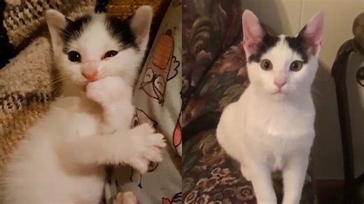 Save abandoned kitten's life in bush before it's too late