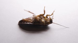 Close Cockroach Isolated On White Background Stock Footage Video (100% Royalty-free) 1070283013 | Shutterstock