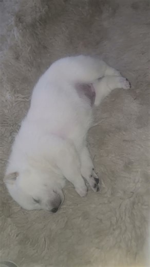 cute puppies are deep in sleep ! 깊게 잠든 귀여운 강아지들!