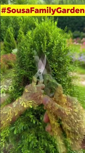 Topiary Shears: #TopiaryShears by #sousafamilygarden ‪@sousafamilygarden‬ #gardening #gardening