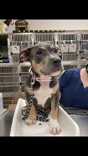 Studying Veterinary Medicine: A Career Path for Animal Lovers