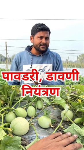 Rahul shinde on Instagram: "कलिंगड खरबूज पिकात पावडरी डावणी नियंत्रण // @rahulshinde.krushi #rahulshindekrushi #viralreels #instagram #short #watwemelon"