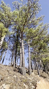 We are re-opening the world famous Ocus Stanley Claim on Fisher Mountain to its original footprint for our opening next weekend ⛏️ This has not been open to the public like this since the 1970s! As we have been re-opening these old areas we have seen many crystals 💎 Come see for yourself on our opening weekend January 20th - 22nd! #crystals #quartz #rockhound #digging #minerals #mining #vacationtime #traveladdict #exploretheworld #discoverearth #outdoorlife Music: "Below Freezing" by Aiyo via E